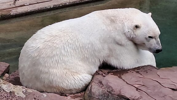 Zoo_7.jpg  