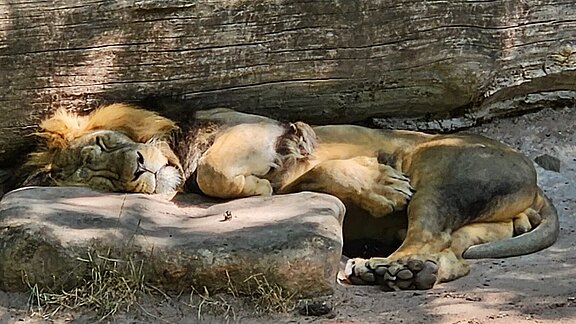 Zoo_4.jpg  